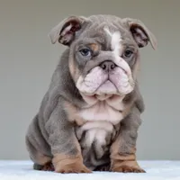 Kona, a female English Bulldog for sale in Dallas, TX – 10 of 10