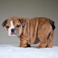 Paco, a male English Bulldog for sale in Dallas, TX – 9 of 9