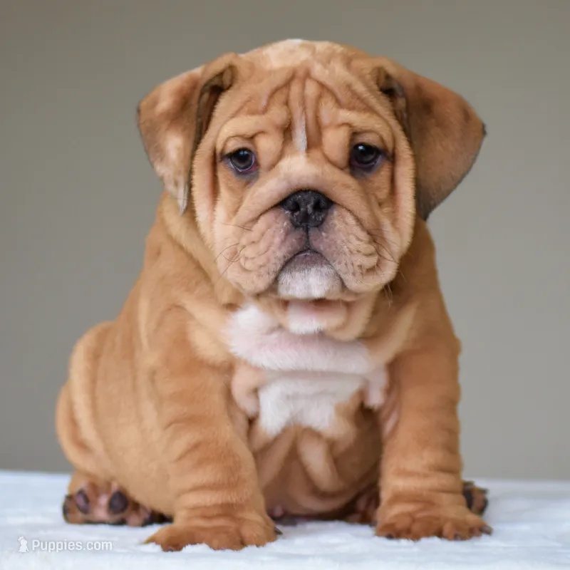 Dante – English Bulldog puppy for sale in Dallas, TX