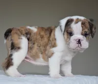 Gio, a male English Bulldog for sale in Dallas, TX – 8 of 8