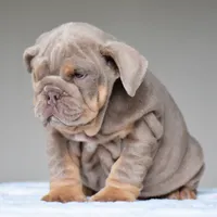 Cora, a female English Bulldog for sale in Dallas, TX – 6 of 10