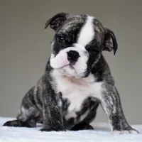 Nilo, a male English Bulldog for sale in Dallas, TX – 3 of 6
