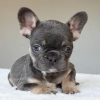 Mila, a female French Bulldog for sale in Dallas, TX – Photo 8 of 9