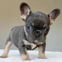 Mila, a female French Bulldog for sale in Dallas, TX – Photo 7 of 9