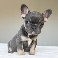 Mila, a female French Bulldog for sale in Dallas, TX – Photo 2 of 9