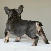 Mila, a female French Bulldog for sale in Dallas, TX – Photo 3 of 9