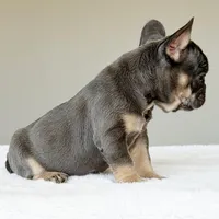 Mila, a female French Bulldog for sale in Dallas, TX – Photo 6 of 9