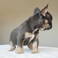 Mila, a female French Bulldog for sale in Dallas, TX – Photo 4 of 9