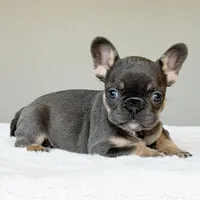 Mila, a female French Bulldog for sale in Dallas, TX – Photo 5 of 9