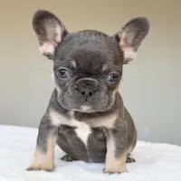 Mila, a female French Bulldog for sale in Dallas, TX – Photo 9 of 9