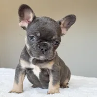 Mila, a female French Bulldog for sale in Dallas, TX – Photo 1 of 9