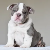Oniy, a male English Bulldog for sale in Dallas, TX – 6 of 10