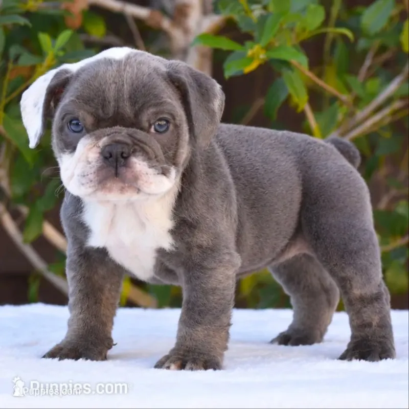 Sky – English Bulldog puppy for sale in Dallas, TX