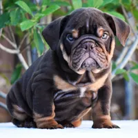 Rolo, a male English Bulldog for sale in Dallas, TX – 9 of 10