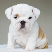 processed/95e95aaf-8b58-4c97-82ba-b4eff54bd093/listing/af2f2e08-de65-44e8-afd9-e964f6790927/0bfbcaa3-9cc4-493a-9abc-82f9b127829a