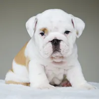 processed/95e95aaf-8b58-4c97-82ba-b4eff54bd093/listing/af2f2e08-de65-44e8-afd9-e964f6790927/1de575fa-0f19-4bec-98c6-cefc9bed4d36