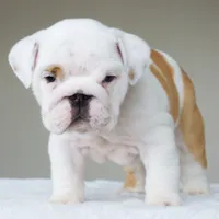 processed/95e95aaf-8b58-4c97-82ba-b4eff54bd093/listing/af2f2e08-de65-44e8-afd9-e964f6790927/48f38359-2d6b-4807-9123-3d4113a3e686