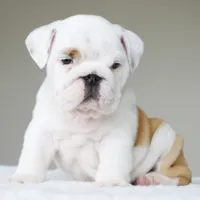 processed/95e95aaf-8b58-4c97-82ba-b4eff54bd093/listing/af2f2e08-de65-44e8-afd9-e964f6790927/4cd80a8a-ccf4-491e-9e0e-a61c20b6b3a7