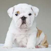 processed/95e95aaf-8b58-4c97-82ba-b4eff54bd093/listing/af2f2e08-de65-44e8-afd9-e964f6790927/5e3c76b3-39a5-4c5c-8faf-5aed0971b440