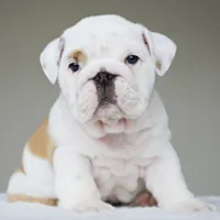 processed/95e95aaf-8b58-4c97-82ba-b4eff54bd093/listing/af2f2e08-de65-44e8-afd9-e964f6790927/c16c4b2d-3626-4a1e-a8d3-8f4ea4126583