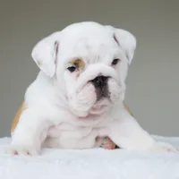 processed/95e95aaf-8b58-4c97-82ba-b4eff54bd093/listing/af2f2e08-de65-44e8-afd9-e964f6790927/cab9944b-c7dd-4c0b-9d33-536fd83961ba