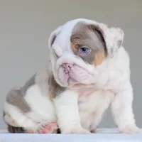 Adonis, a male English Bulldog for sale in Dallas, TX – 1 of 10
