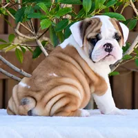Nacho, a male English Bulldog for sale in Dallas, TX – 1 of 7