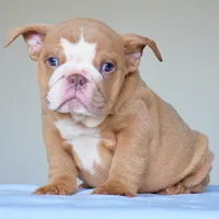 Maple, a female English Bulldog for sale in Dallas, TX – 4 of 6