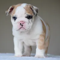 Mila, a female English Bulldog for sale in Dallas, TX – 7 of 9