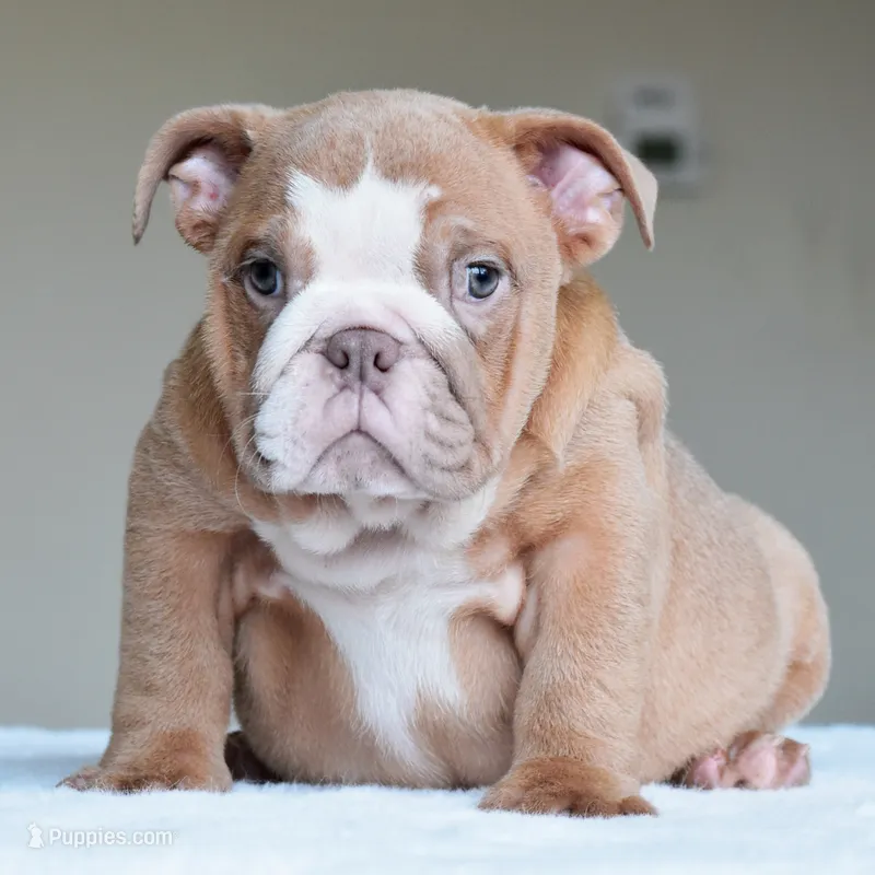 Maple – English Bulldog puppy for sale in Dallas, TX