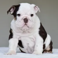 KIRA, a female English Bulldog for sale in Dallas, TX – 2 of 9