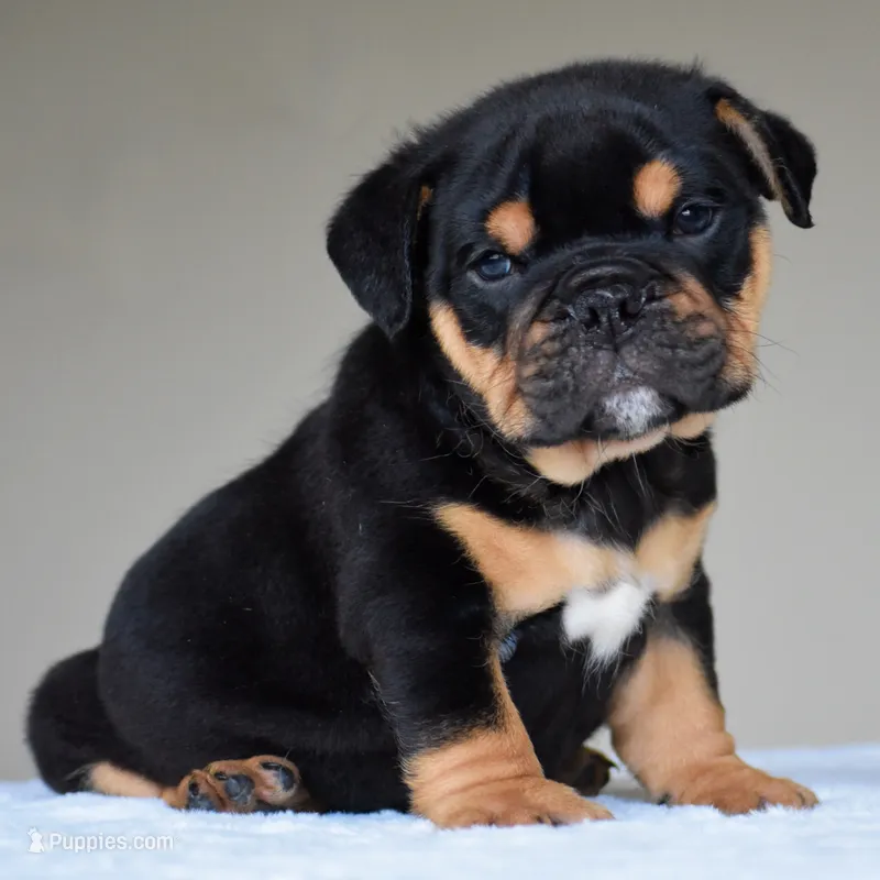 Ciro – English Bulldog puppy for sale in Dallas, TX