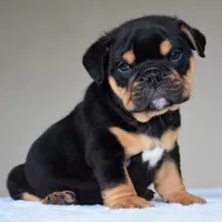 Ciro, a male English Bulldog for sale in Dallas, TX – 1 of 10