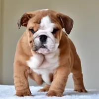 Tyson, a male English Bulldog for sale in Dallas, TX – Photo 6 of 10