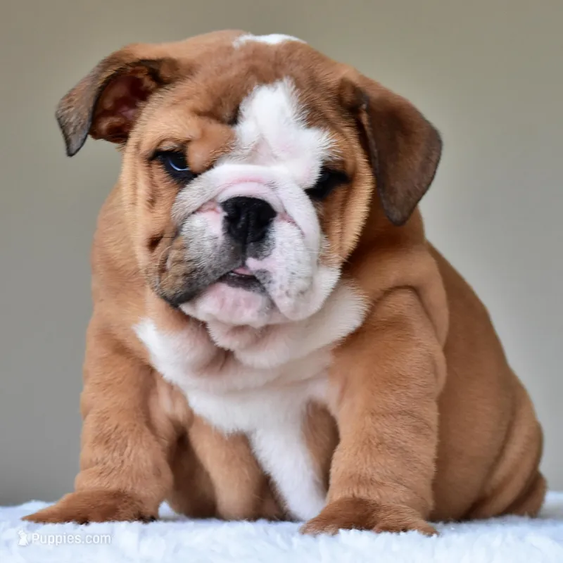 Tyson – English Bulldog puppy for sale in Dallas, TX