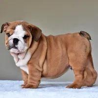 Tyson, a male English Bulldog for sale in Dallas, TX – Photo 8 of 10