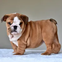 Tyson, a male English Bulldog for sale in Dallas, TX – Photo 3 of 10