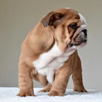 Tyson, a male English Bulldog for sale in Dallas, TX – Photo 7 of 10