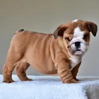 Tyson, a male English Bulldog for sale in Dallas, TX – Photo 9 of 10