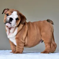 Tyson, a male English Bulldog for sale in Dallas, TX – Photo 5 of 10