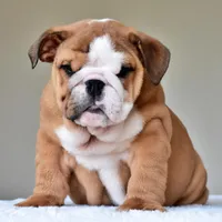 Tyson, a male English Bulldog for sale in Dallas, TX – Photo 4 of 10