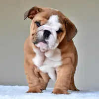 Tyson, a male English Bulldog for sale in Dallas, TX – Photo 2 of 10