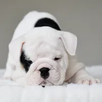 Polka, a female English Bulldog for sale in Dallas, TX – 8 of 9