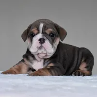 Rio, a male English Bulldog for sale in Dallas, TX – 5 of 9