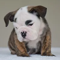 processed/95e95aaf-8b58-4c97-82ba-b4eff54bd093/listing/b5522c1b-115b-4d6e-a50a-719922cef66f/54b9e695-4200-4d45-a685-e8f1cb447890