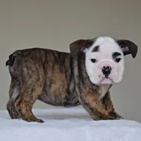 processed/95e95aaf-8b58-4c97-82ba-b4eff54bd093/listing/b5522c1b-115b-4d6e-a50a-719922cef66f/9b2f62d6-4154-4e4f-90f3-84f4097788f7