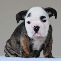 processed/95e95aaf-8b58-4c97-82ba-b4eff54bd093/listing/b5522c1b-115b-4d6e-a50a-719922cef66f/a000d0d8-fa00-4fd1-b545-727480c52a0a