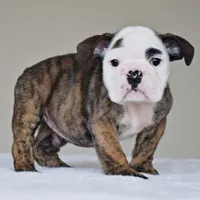 processed/95e95aaf-8b58-4c97-82ba-b4eff54bd093/listing/b5522c1b-115b-4d6e-a50a-719922cef66f/ded27a21-3800-451c-a68f-93162a1e3ed9