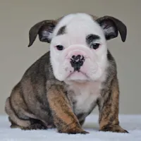 processed/95e95aaf-8b58-4c97-82ba-b4eff54bd093/listing/b5522c1b-115b-4d6e-a50a-719922cef66f/e68cc251-1d3f-447c-a6bb-338b422d2829