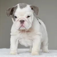 Linda, a female English Bulldog for sale in Dallas, TX – 10 of 10